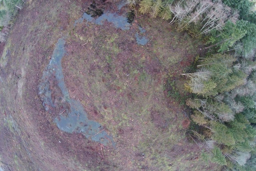 wetland-ecosystem