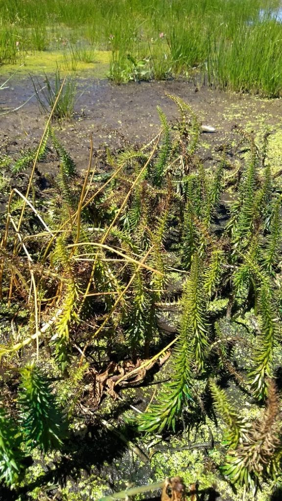 wetland-ecosystem-invasive-plants