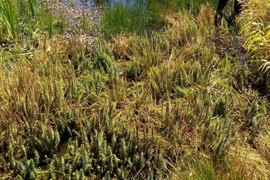 wetland-ecosystem-invasive-plants